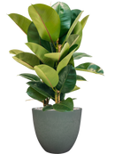 Pot bola couple verte