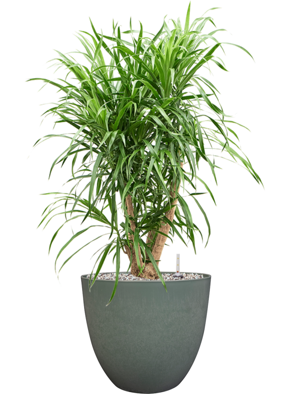 dracaena anita variegata Pleomele (Dracaena) 'Anita Variegata' en Artstone