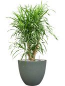 Pot bola couple verte