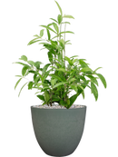 Pot bola couple verte