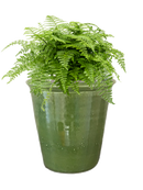 Pot hush couple verte