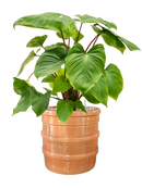 Pot bana cylinder orange