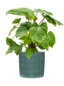 Pot plain cylinder bleue
