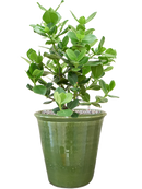 Pot hush couple verte