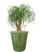 Pot hush couple verte