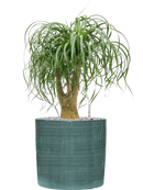 Pot plain cylinder bleue