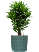 Pot plain cylinder bleue