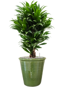 Pot hush couple verte