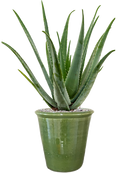 Pot hush couple verte