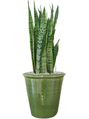 Pot hush couple verte