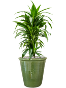 Pot hush couple verte