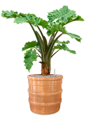 Pot bana cylinder orange