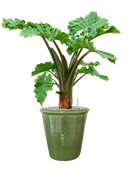 Pot hush couple verte