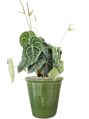 Pot hush couple verte