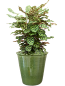 Pot hush couple verte