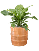 Pot bana cylinder orange