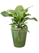 Pot hush couple verte