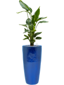 Pot plain partner bleue