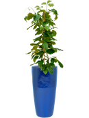 Pot plain partner bleue