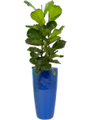 Pot plain partner bleue