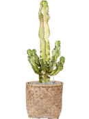 Pot bohemian couple marron