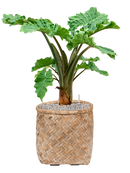 Pot bohemian cylinder marron