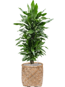 Pot bohemian cylinder marron