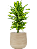 Pot dune darcy beige