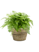 Pot paniers  couple grise