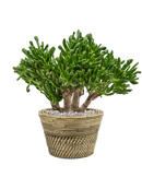 Pot paniers  couple grise