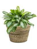 Pot paniers  couple grise