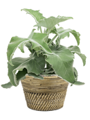 Pot paniers  couple grise