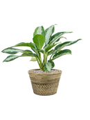 Pot paniers  couple grise