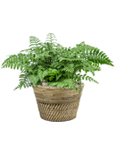 Pot paniers  couple grise