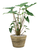 Pot paniers  couple grise