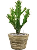 Pot paniers  couple grise