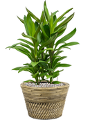 Pot paniers  couple grise