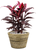 Pot paniers  couple grise