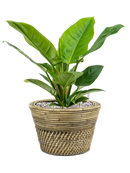 Pot paniers  couple grise