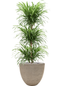 Pot rough couple grise