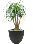 Pot rough couple noire