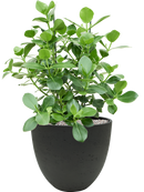 Pot rough couple noire