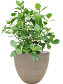 Pot rough couple grise