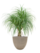 Pot rough couple grise