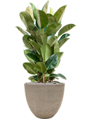 Pot rough couple grise