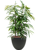 Pot rough couple noire