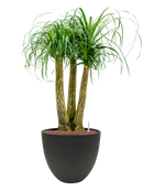 Pot rough couple noire