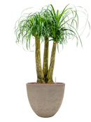 Pot rough couple grise