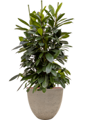 Pot rough couple grise