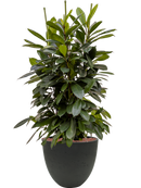 Pot rough couple noire